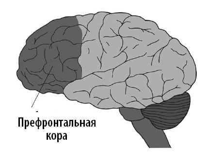 Ваш мозг. Что нейронаука знает о мозге и его причудах