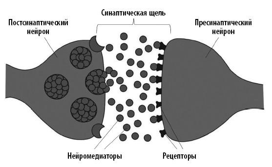 Ваш мозг. Что нейронаука знает о мозге и его причудах