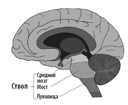 Ваш мозг. Что нейронаука знает о мозге и его причудах