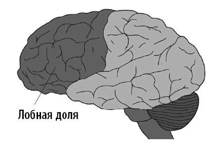 Ваш мозг. Что нейронаука знает о мозге и его причудах