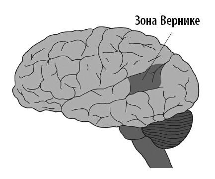 Ваш мозг. Что нейронаука знает о мозге и его причудах