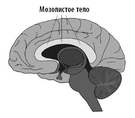 Ваш мозг. Что нейронаука знает о мозге и его причудах