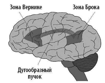 Ваш мозг. Что нейронаука знает о мозге и его причудах