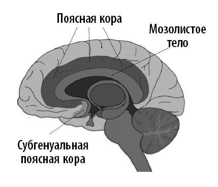 Ваш мозг. Что нейронаука знает о мозге и его причудах