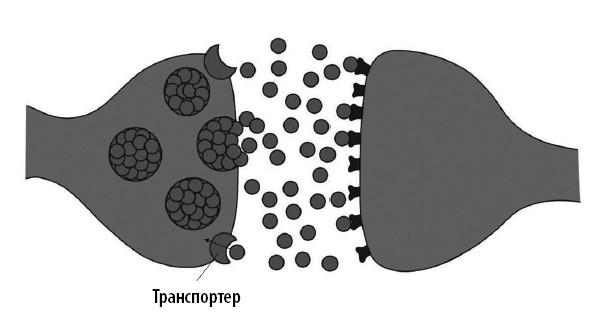 Ваш мозг. Что нейронаука знает о мозге и его причудах