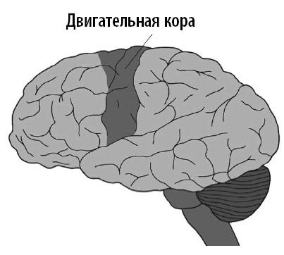 Ваш мозг. Что нейронаука знает о мозге и его причудах