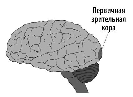 Ваш мозг. Что нейронаука знает о мозге и его причудах