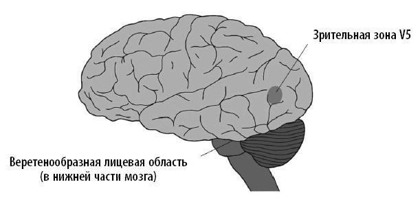 Ваш мозг. Что нейронаука знает о мозге и его причудах