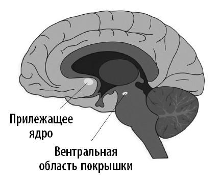 Ваш мозг. Что нейронаука знает о мозге и его причудах