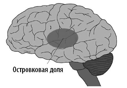 Ваш мозг. Что нейронаука знает о мозге и его причудах