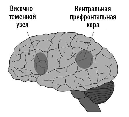 Ваш мозг. Что нейронаука знает о мозге и его причудах