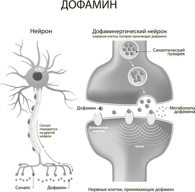 Наш мозг в эпоху катаклизмов