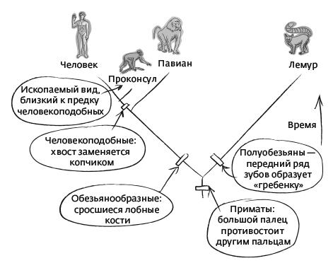 Дарвин на отдыхе. Размышляем над теорией эволюции