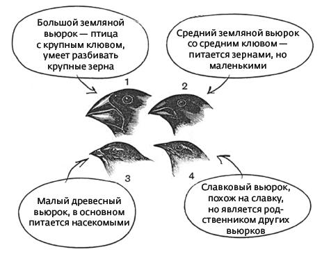 Дарвин на отдыхе. Размышляем над теорией эволюции