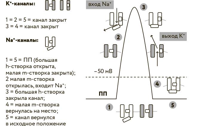 Научное мировоззрение изменит вашу жизнь. Почему мы изучаем Вселенную и как это помогает нам понять самих себя?