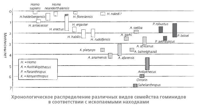 Сапиенс для пляжа: изучаем происхождение человека