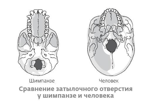 Сапиенс для пляжа: изучаем происхождение человека