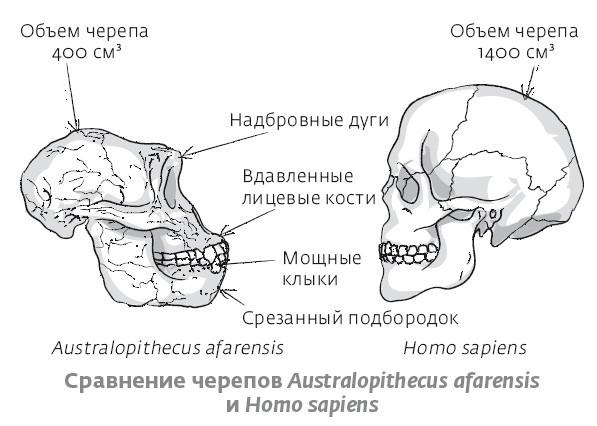 Сапиенс для пляжа: изучаем происхождение человека