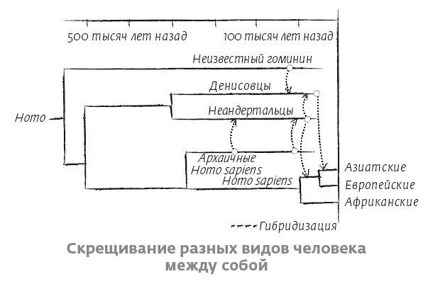 Сапиенс для пляжа: изучаем происхождение человека