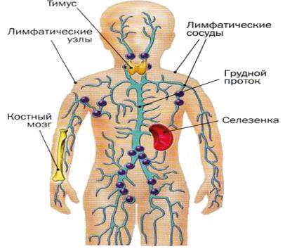 Аллергия. Истинные причины. Лечение