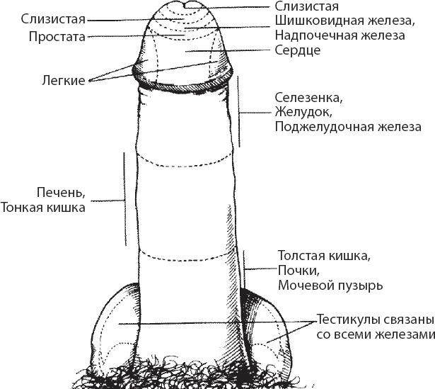 Мульти-оргазмический мужчина. Как каждый мужчина может испытать множественный оргазм и сделать потрясающими свои сексуальные отношения