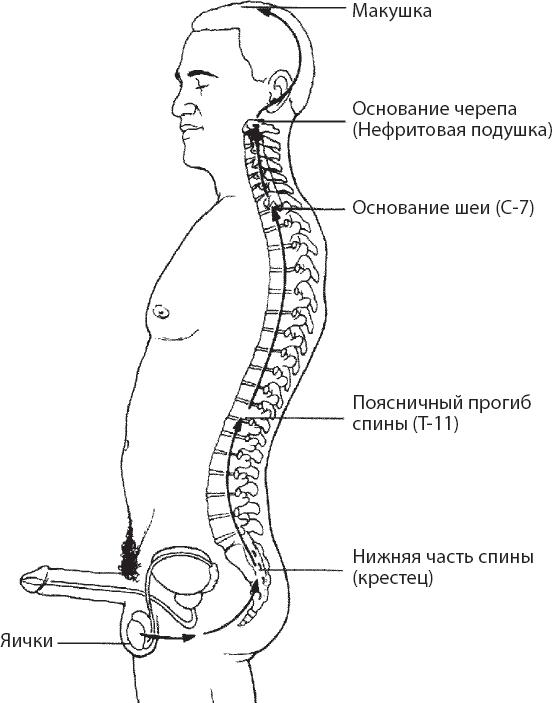 Мульти-оргазмический мужчина. Как каждый мужчина может испытать множественный оргазм и сделать потрясающими свои сексуальные отношения