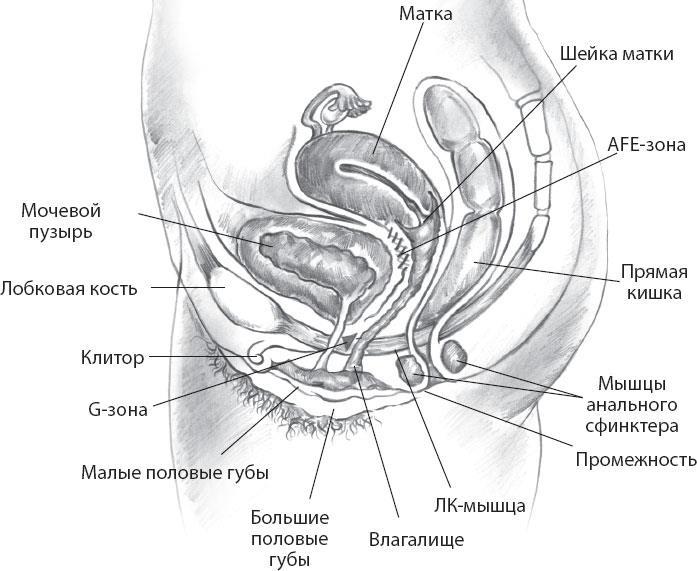 Мульти-оргазмический мужчина. Как каждый мужчина может испытать множественный оргазм и сделать потрясающими свои сексуальные отношения