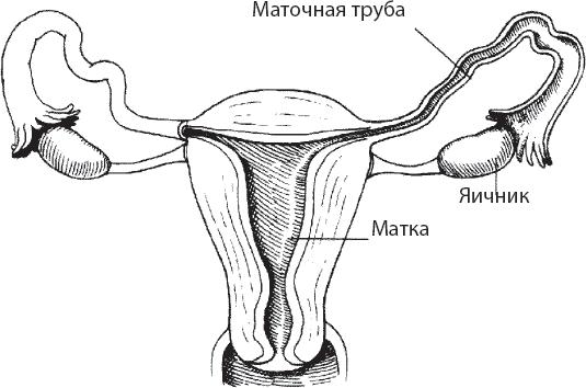 Мульти-оргазмический мужчина. Как каждый мужчина может испытать множественный оргазм и сделать потрясающими свои сексуальные отношения