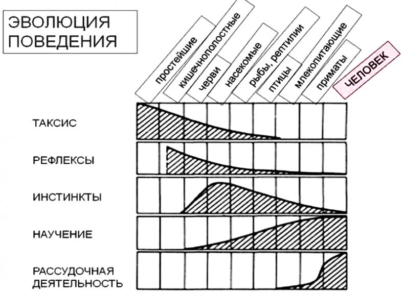 «Павловизация» дрессировки и мифология инстинкта