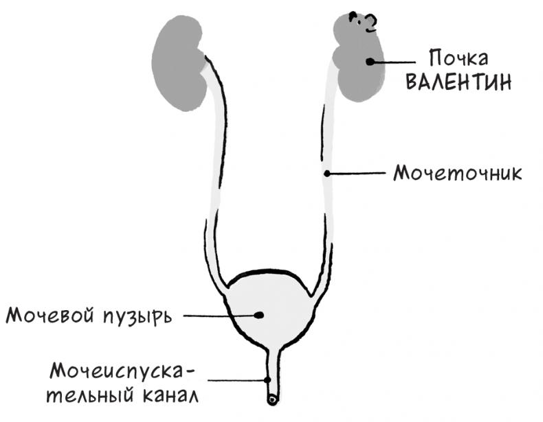 Необыкновенные способности почки. Как сберечь здоровье важнейших органов надолго