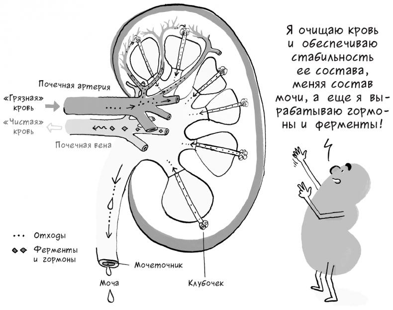 Необыкновенные способности почки. Как сберечь здоровье важнейших органов надолго