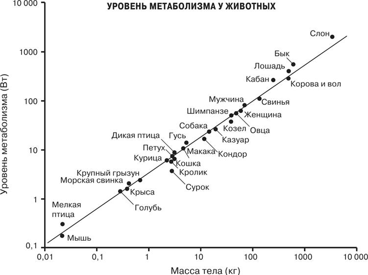 Масштаб. Универсальные законы роста, инноваций, устойчивости и темпов жизни организмов, городов, экономических систем и компаний