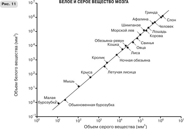 Масштаб. Универсальные законы роста, инноваций, устойчивости и темпов жизни организмов, городов, экономических систем и компаний