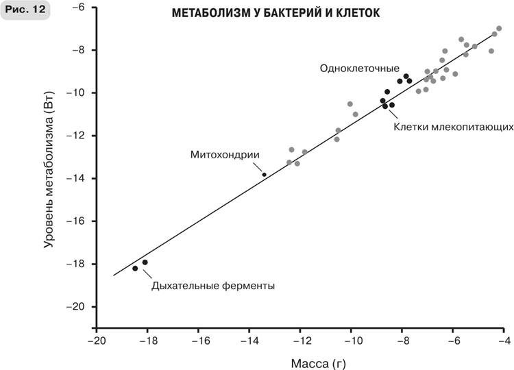 Масштаб. Универсальные законы роста, инноваций, устойчивости и темпов жизни организмов, городов, экономических систем и компаний