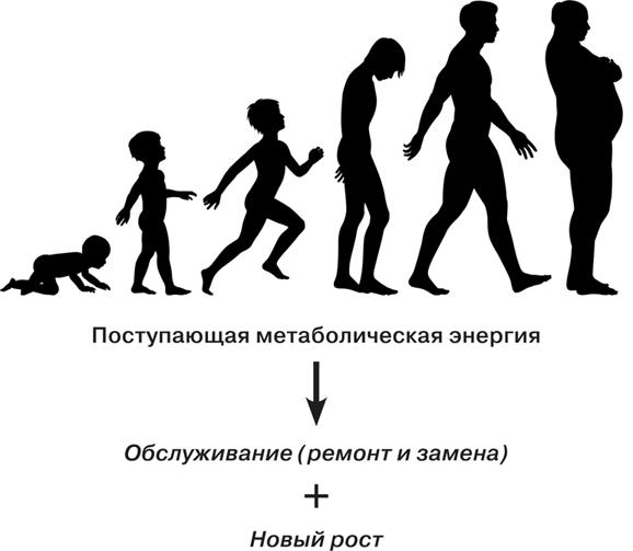 Масштаб. Универсальные законы роста, инноваций, устойчивости и темпов жизни организмов, городов, экономических систем и компаний