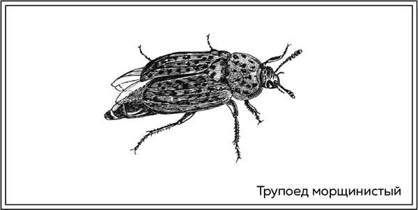 Когда насекомые ползают по трупам. Как энтомолог помогает раскрывать преступления