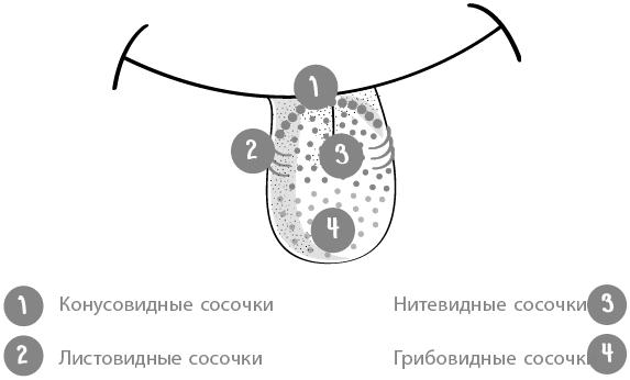 Пищеварение. Как у вас с ним? Все о тесной взаимосвязи между нашим здоровьем и тем, что, сколько и когда мы едим