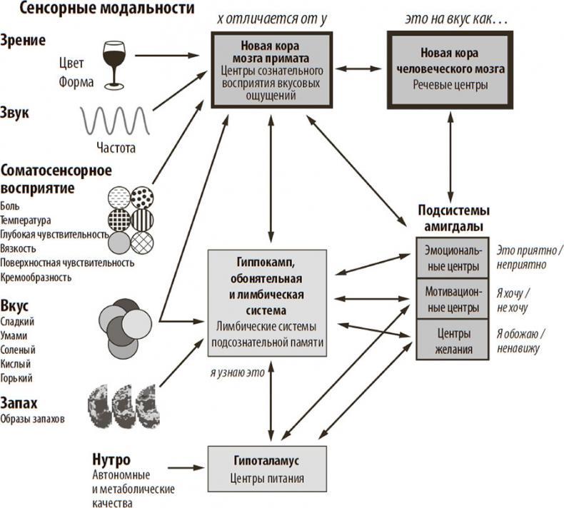 Нейрогастрономия. Почему мозг создает вкус еды и как этим управлять