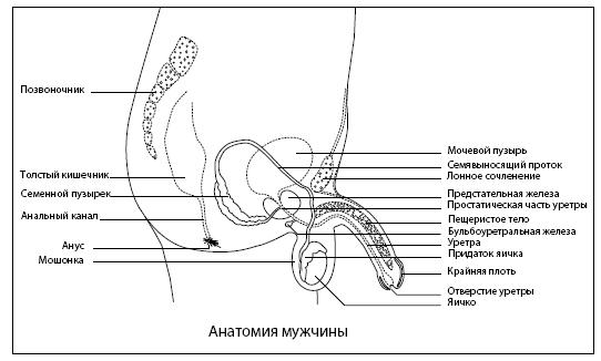 Он снова кончает. Устрой мужчине лучший секс, которого у него никогда не было