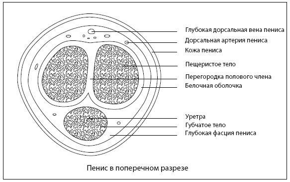 Он снова кончает. Устрой мужчине лучший секс, которого у него никогда не было