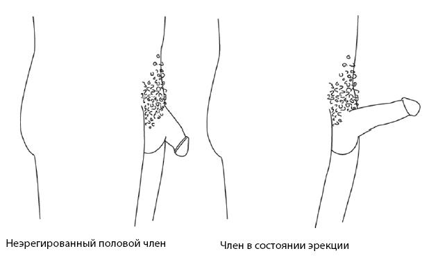 Он снова кончает. Устрой мужчине лучший секс, которого у него никогда не было