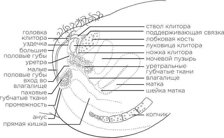 Она кончает первой. Как доставить женщине наслаждение