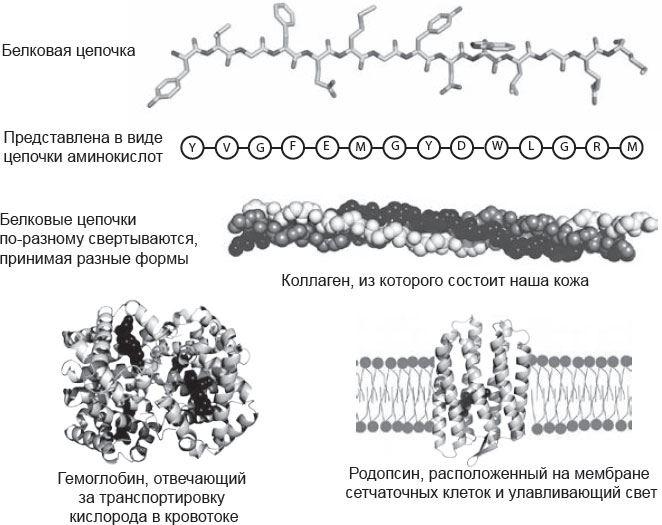 Генетический детектив. От исследования рибосомы к Нобелевской премии