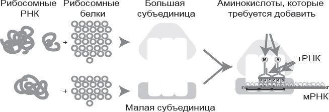 Генетический детектив. От исследования рибосомы к Нобелевской премии