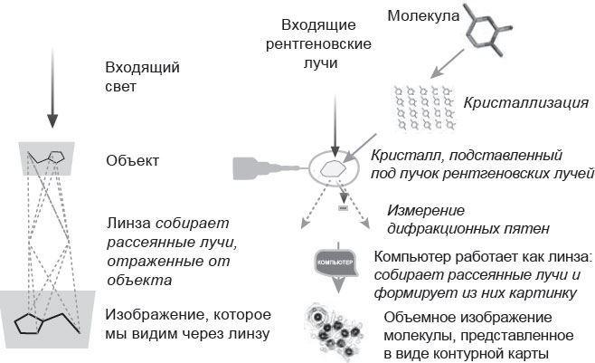 Генетический детектив. От исследования рибосомы к Нобелевской премии