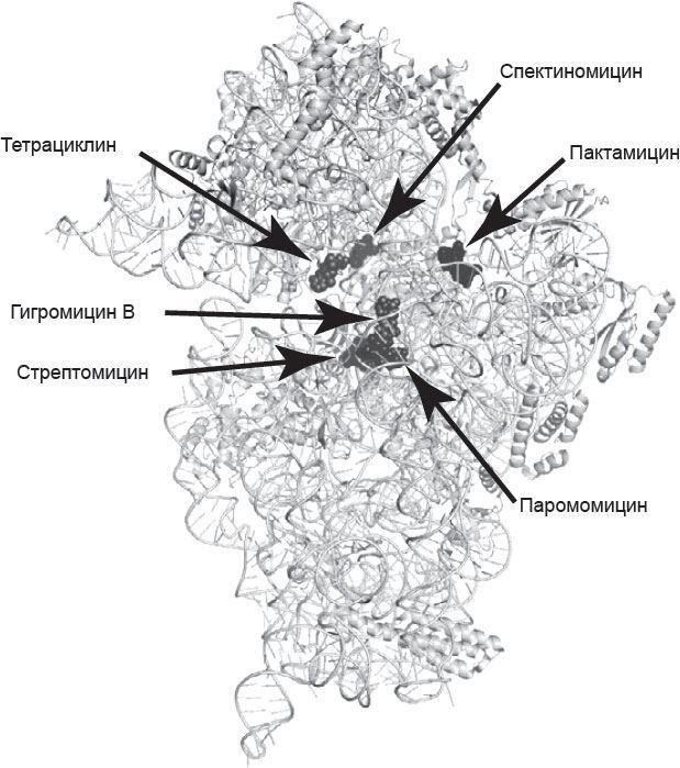 Генетический детектив. От исследования рибосомы к Нобелевской премии