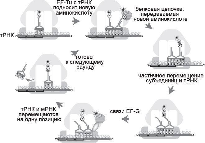 Генетический детектив. От исследования рибосомы к Нобелевской премии